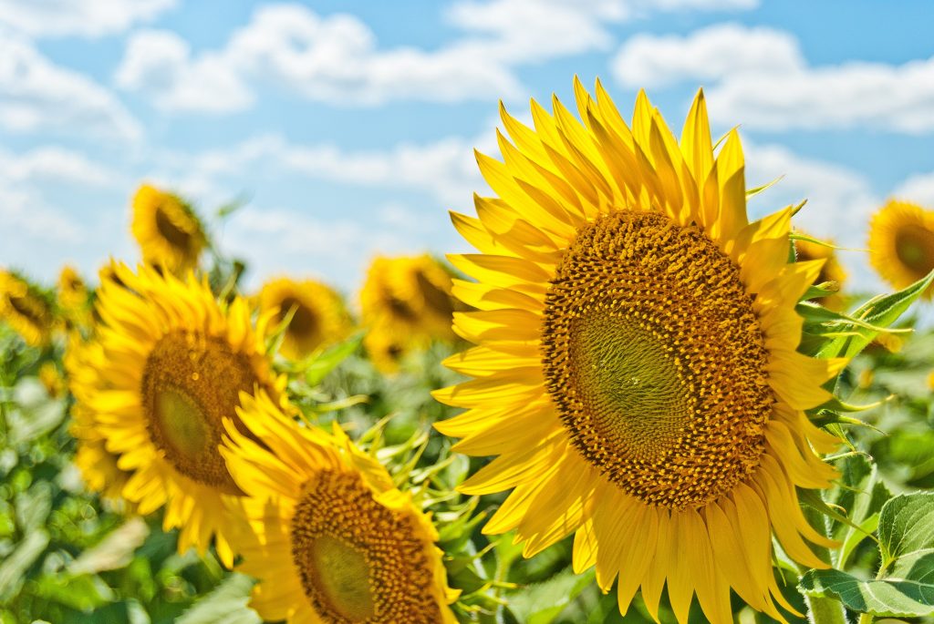 180716 The Pace Of Summer aleksandr-eremin-237184-unsplash sunflowers in a field