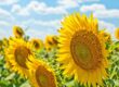 sunflowers in a field