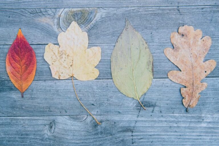 four different coloured and different types of leaves on grey grainy wood